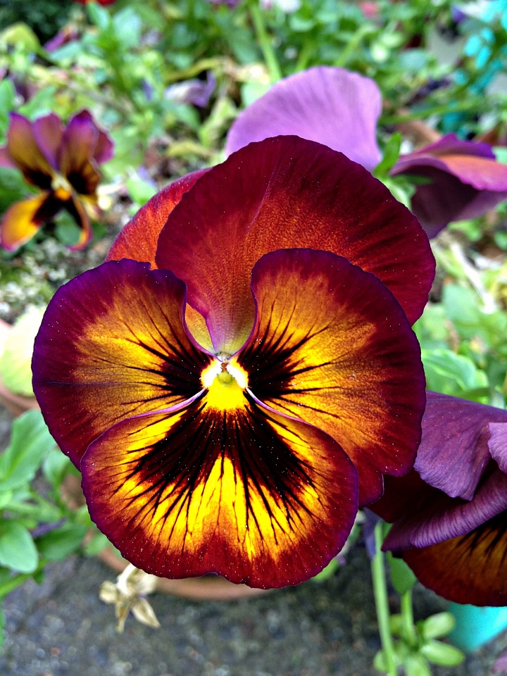 Floral plant natural