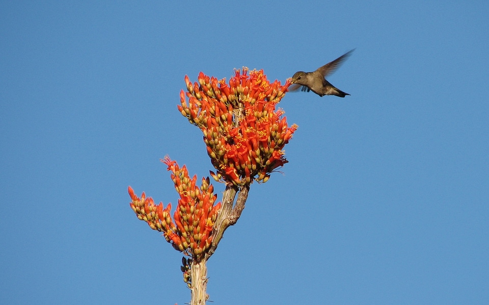 Ocotillo flying wing
