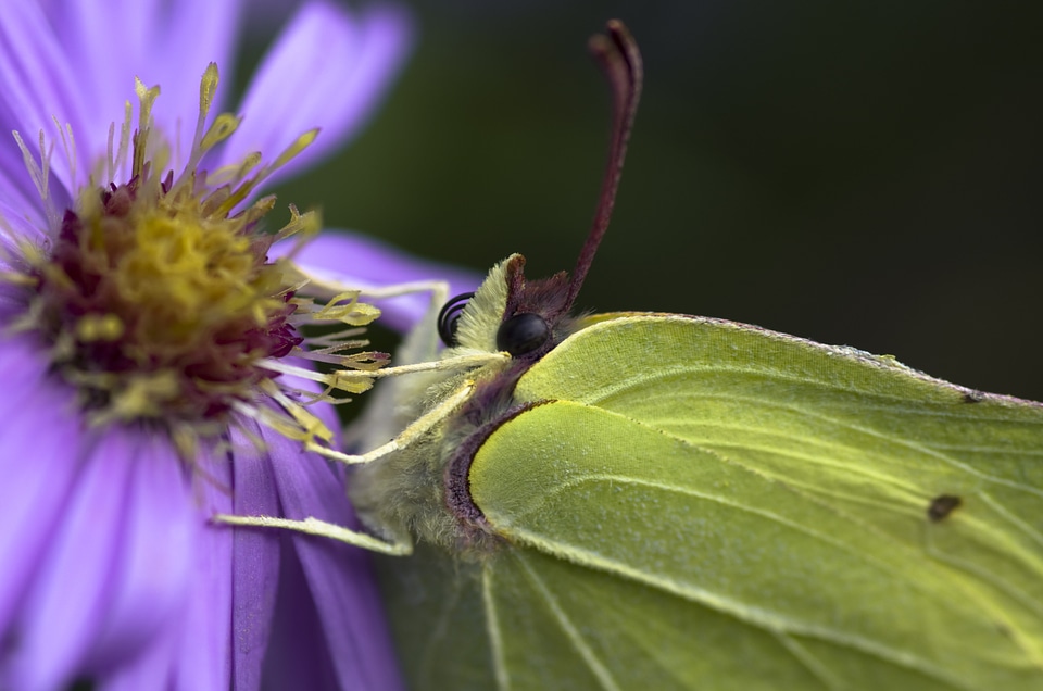Yellow green asters