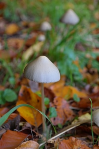 Psilocybinhaltig agaric drug photo