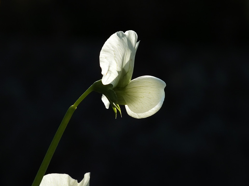 Bean flower light