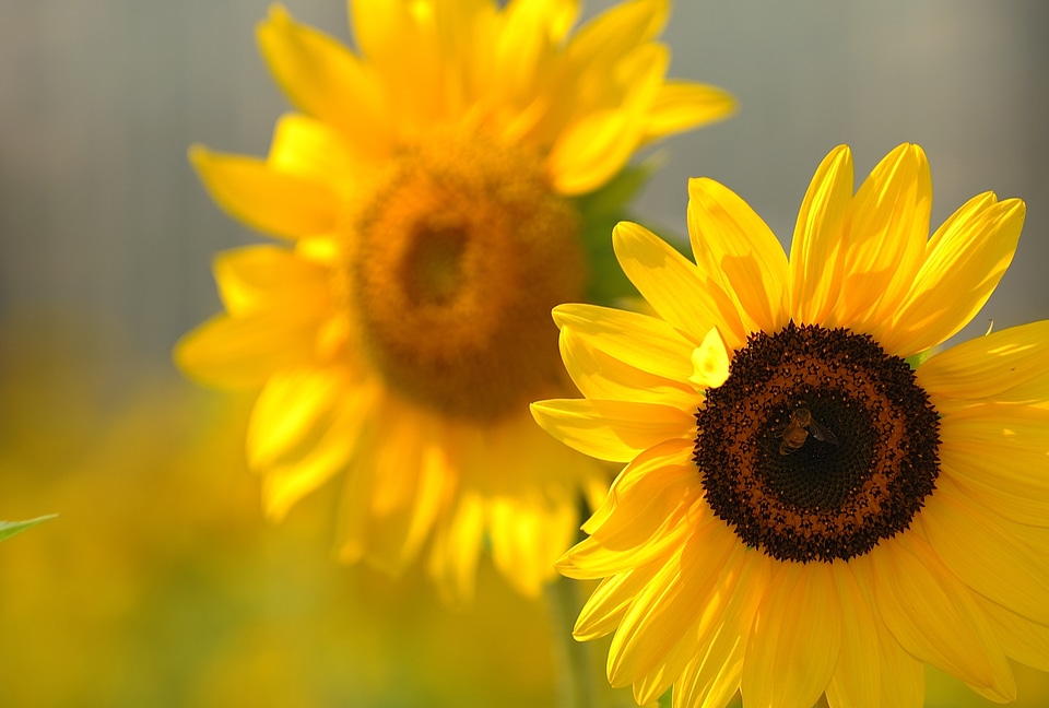 Sunflower flowers yellow