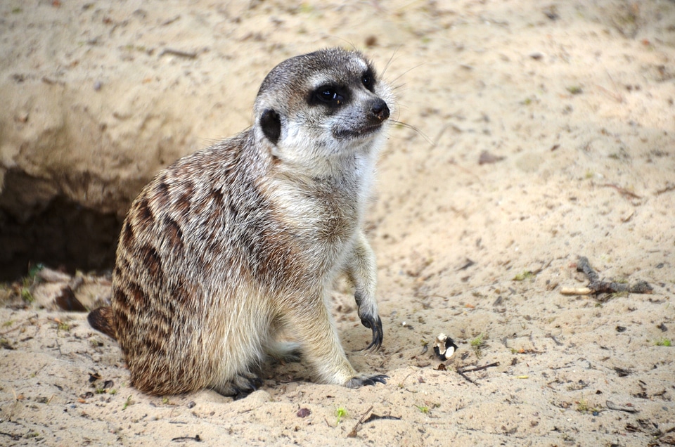 Scharrtier species of mammal mongoose