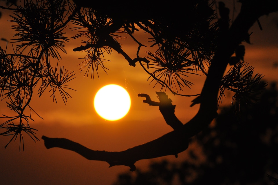 Summer evening tree