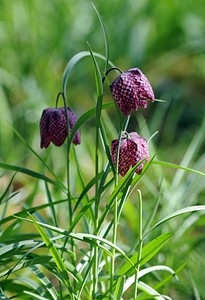 Garden plant nature