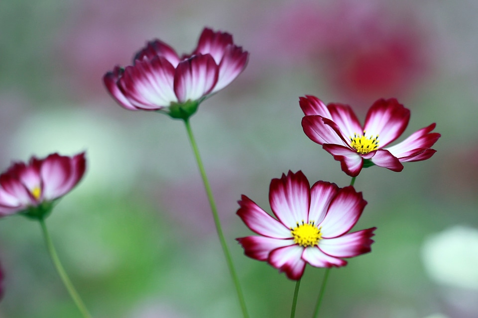 The universe flowers neat