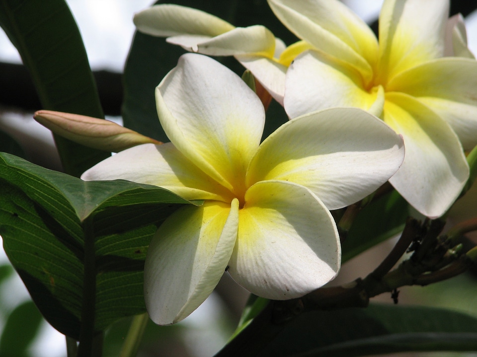 Plumeria frangipani plant photo