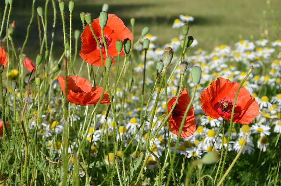 Floral plants natural