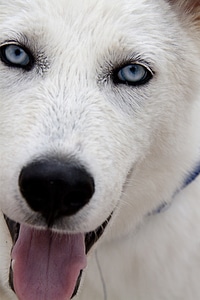 Fur blue eye animal photo