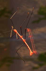Red animal insect