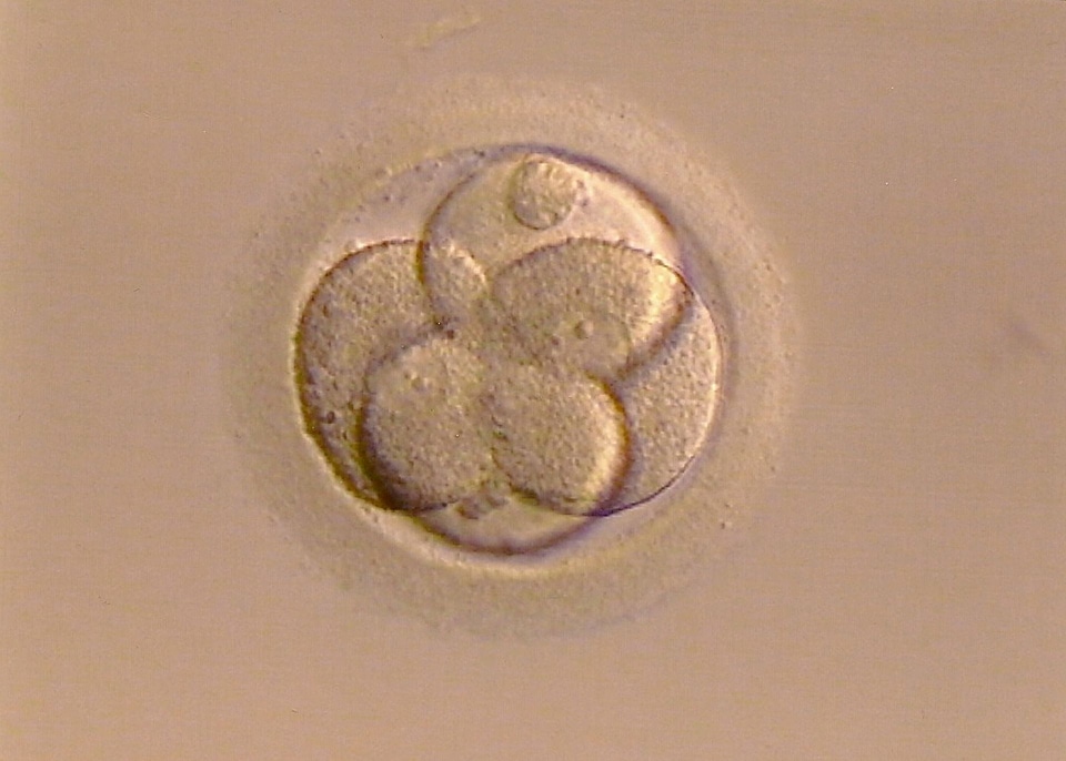 Fertilized egg live emergence