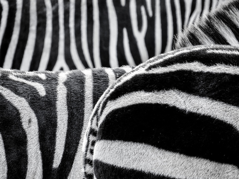 Black and white striped africa