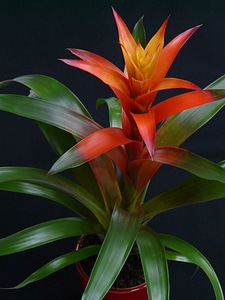 Bloom bromeliaceae ornamental plant photo