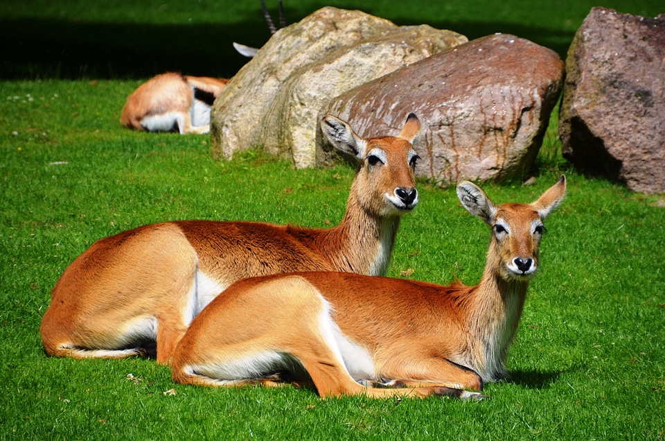 Kobus leche african antelope waterbuck