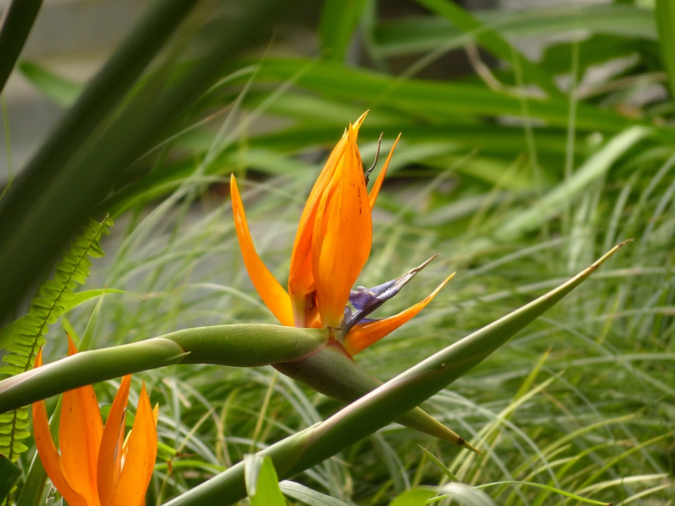 Exotic bird of paradise flower strelitzia orchids