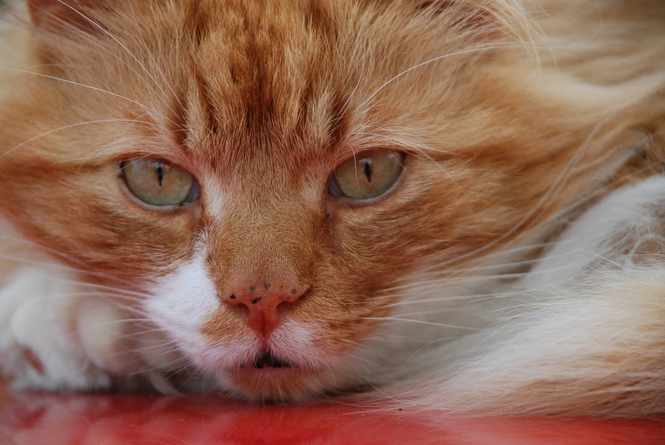 Stare kitten kitty