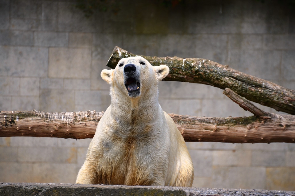 Ursus maritimus predator kind bear