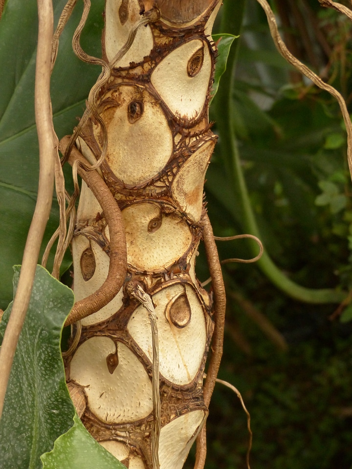 Philodendron tree philodendron tree friend