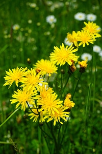 Bloom pointed flower tragopogon pratensis photo