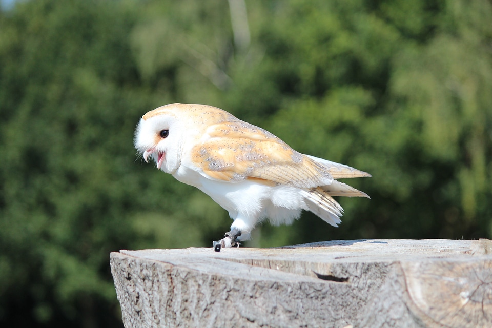 Barn owl wild nature