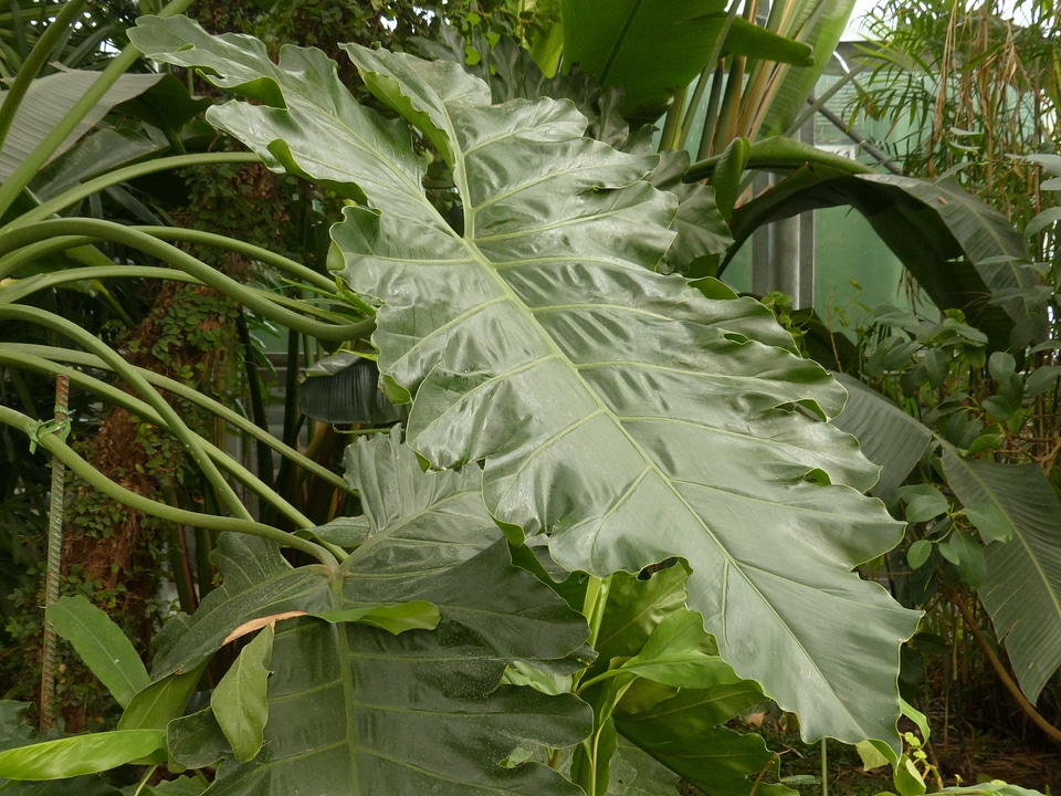 Philodendron tree philodendron tree friend