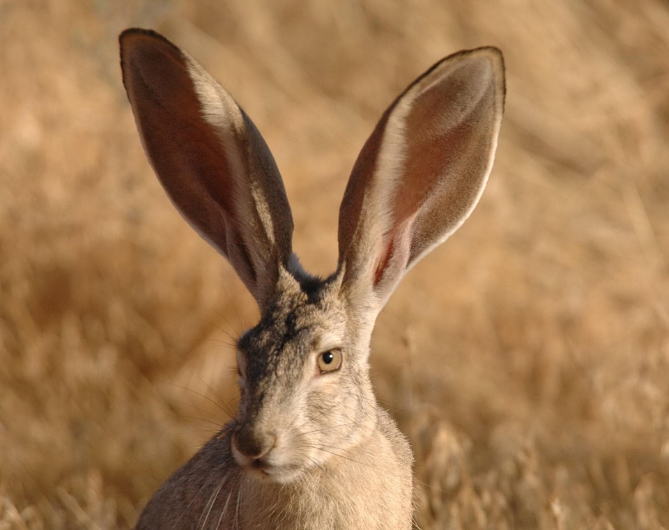 Tailed black rabbit