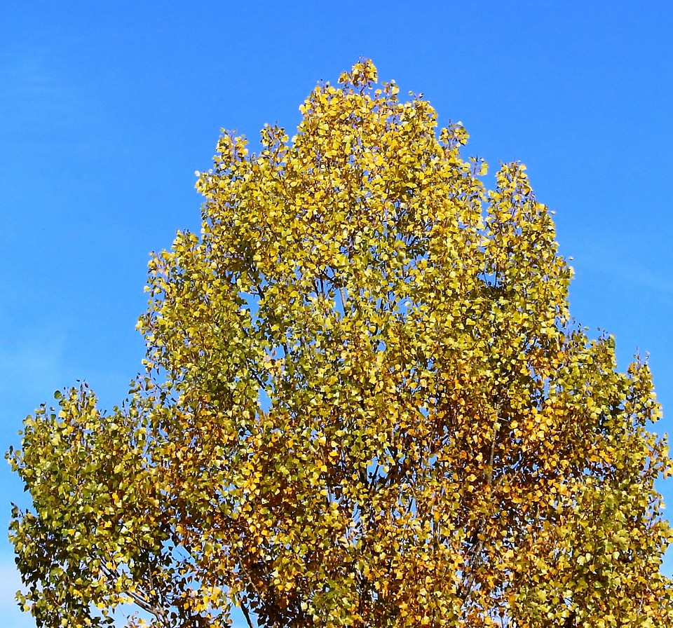 Leaves autumn colours sky