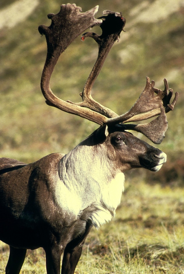 Caribou deers animals