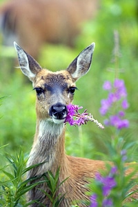 Black sitka deers photo