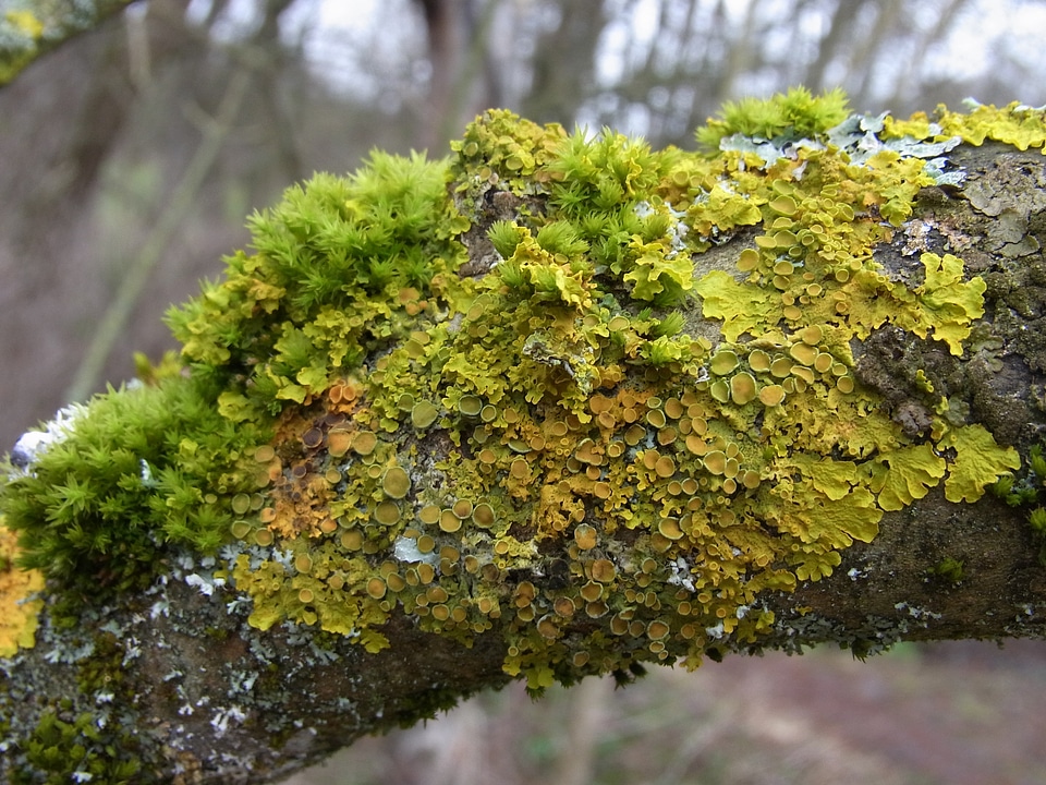 Green bark tree