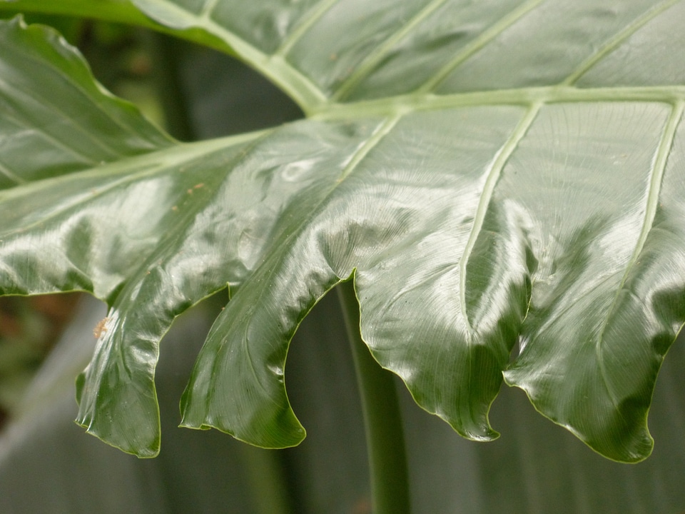 Philodendron tree philodendron tree friend