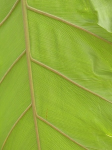 Green philodendron tree philodendron