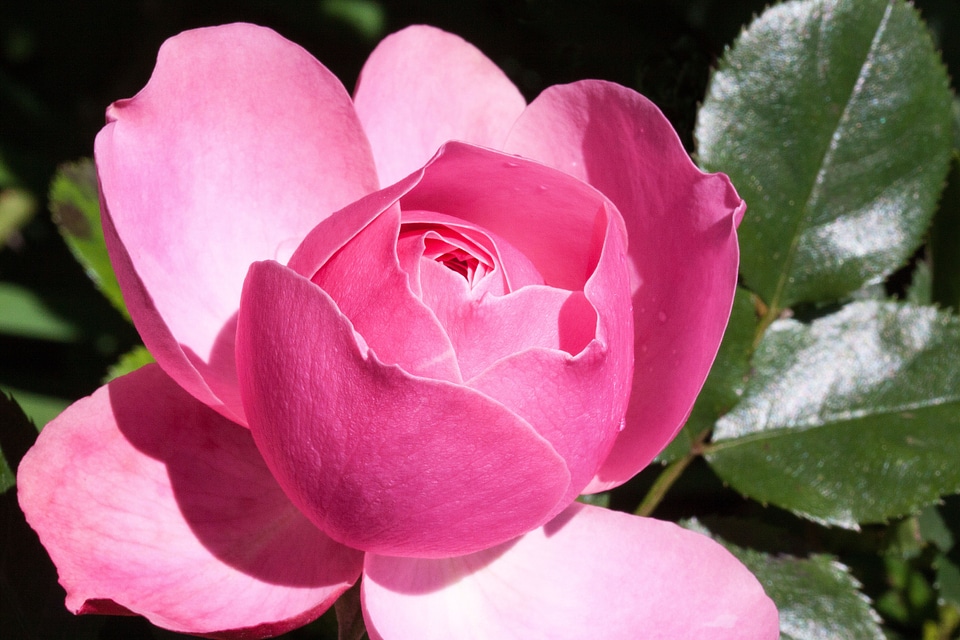Blossom bloom fragrance