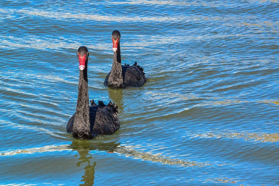Fowl australia canberra