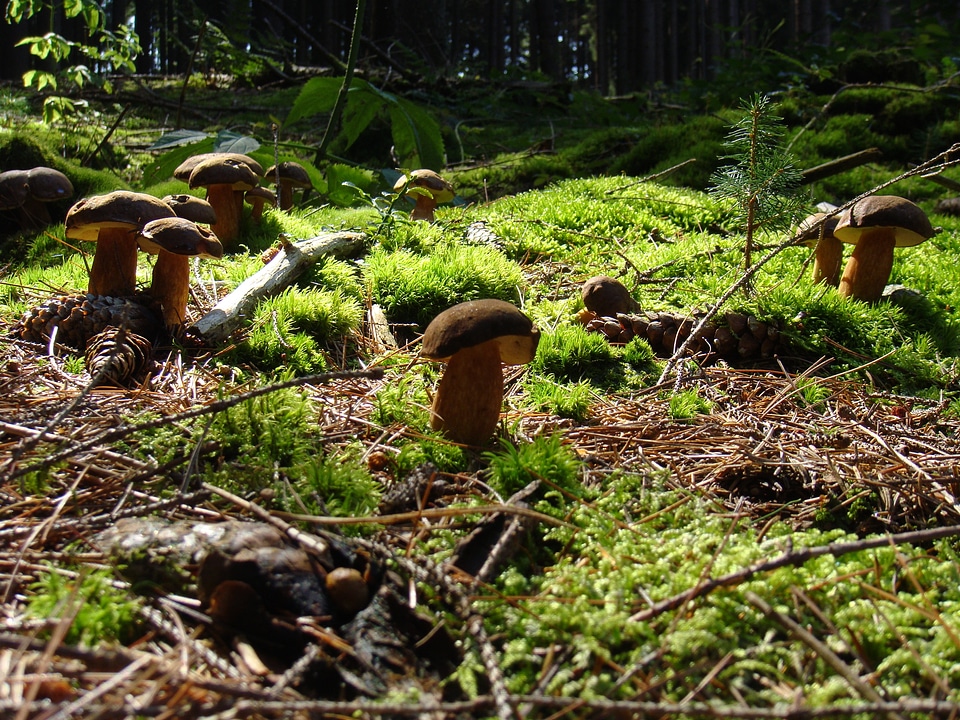 Forest forest mushrooms brown hats
