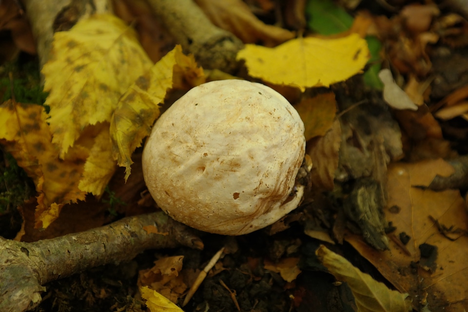 Forest mushroom fruiting bodies mushroom dust