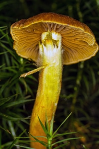 Macro moss brown-yellow