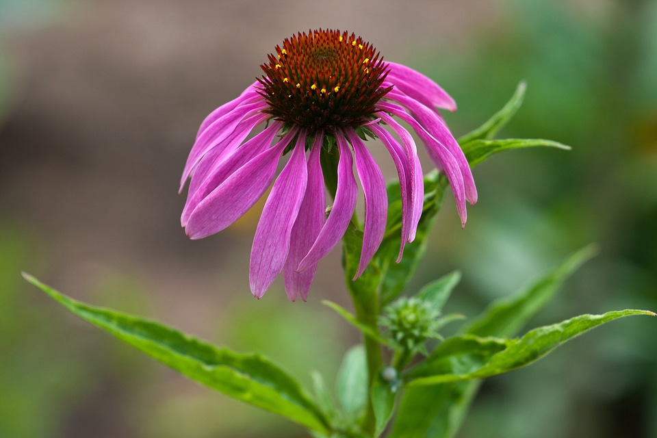 Coneflower red macro