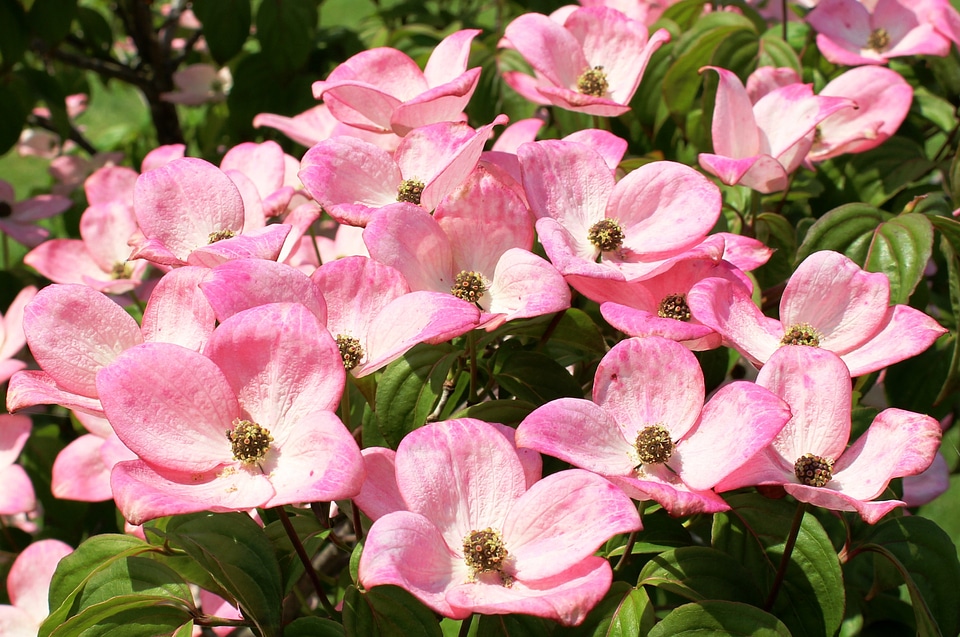 Cornus cornus kousa dogwood greenhouse