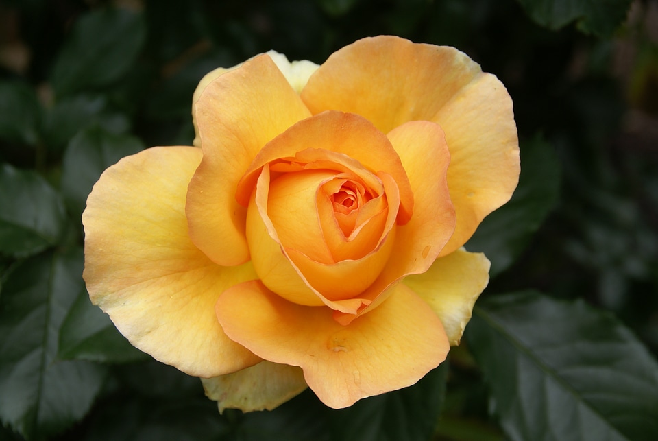 Nature bloom beautiful