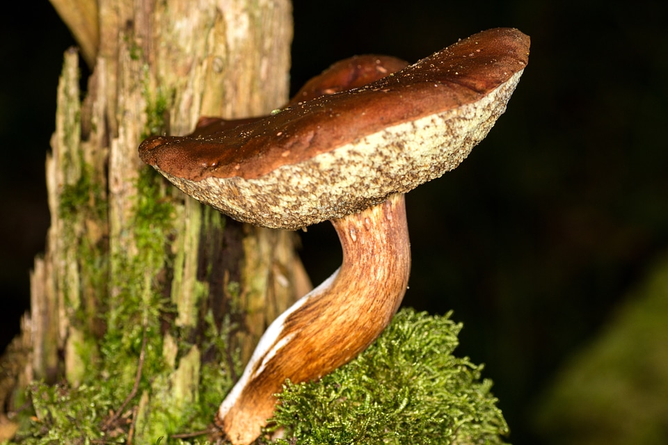 Forest chestnut macro