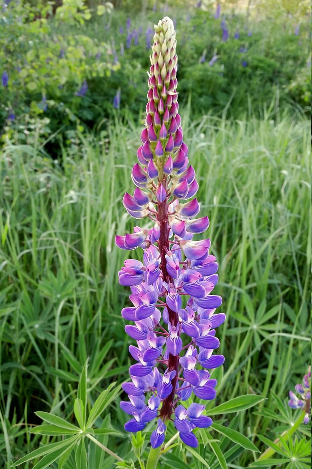 Nature blossom bloom