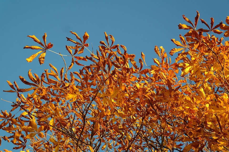 Autumn colours tree chestnut