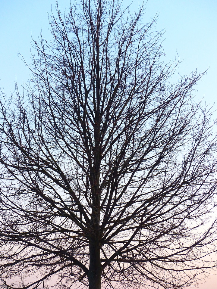 Branches growth habit growth