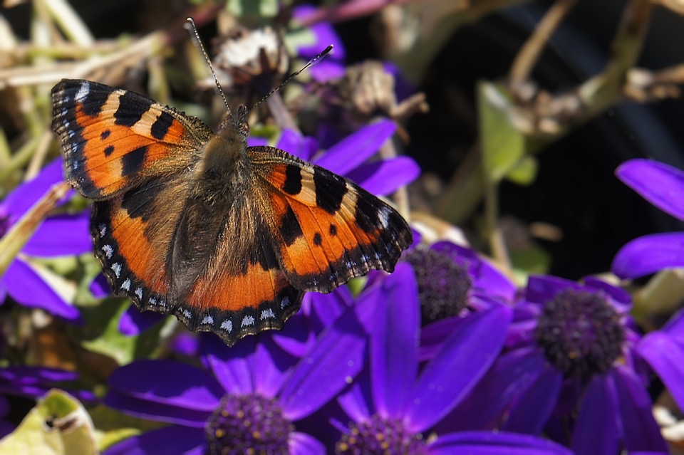 Butterfly bug netherlands photo