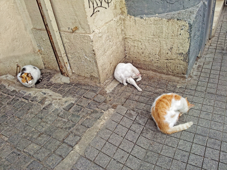 Animal cat wash istanbul