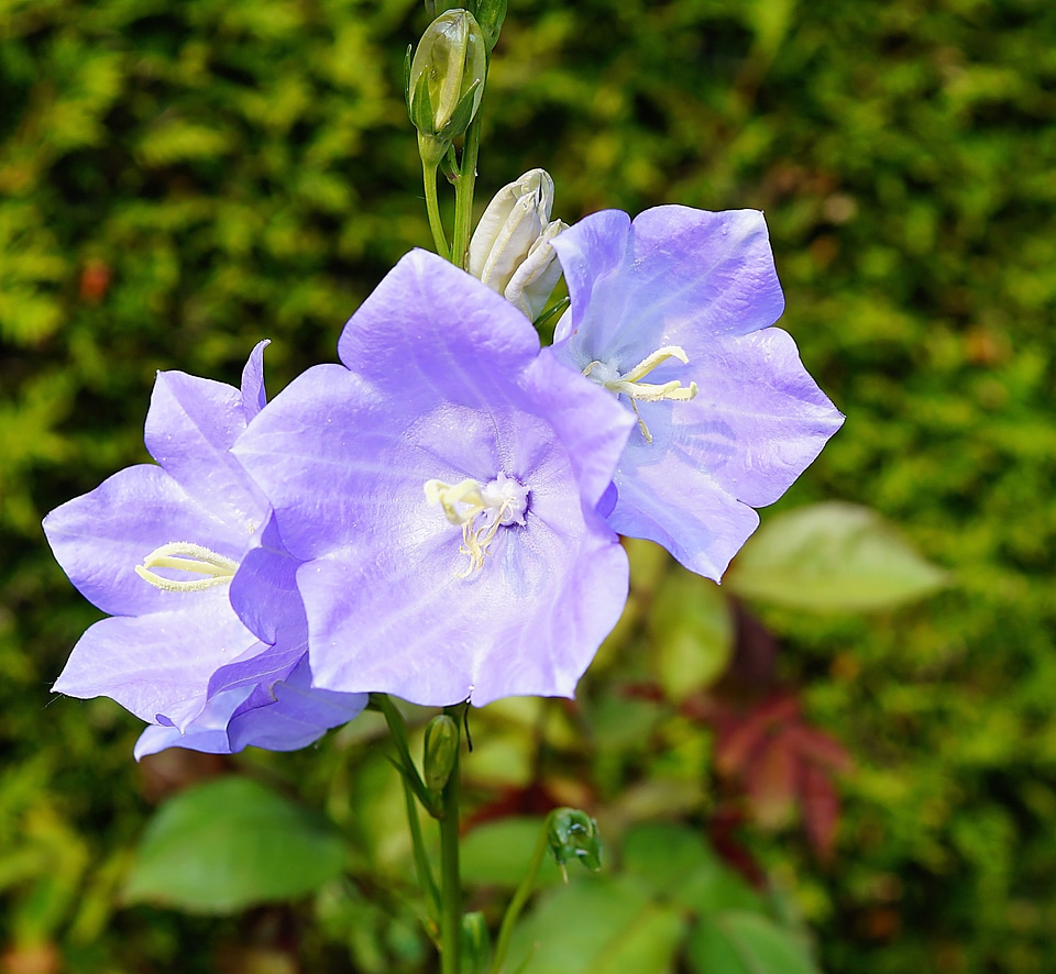Blue garden summer
