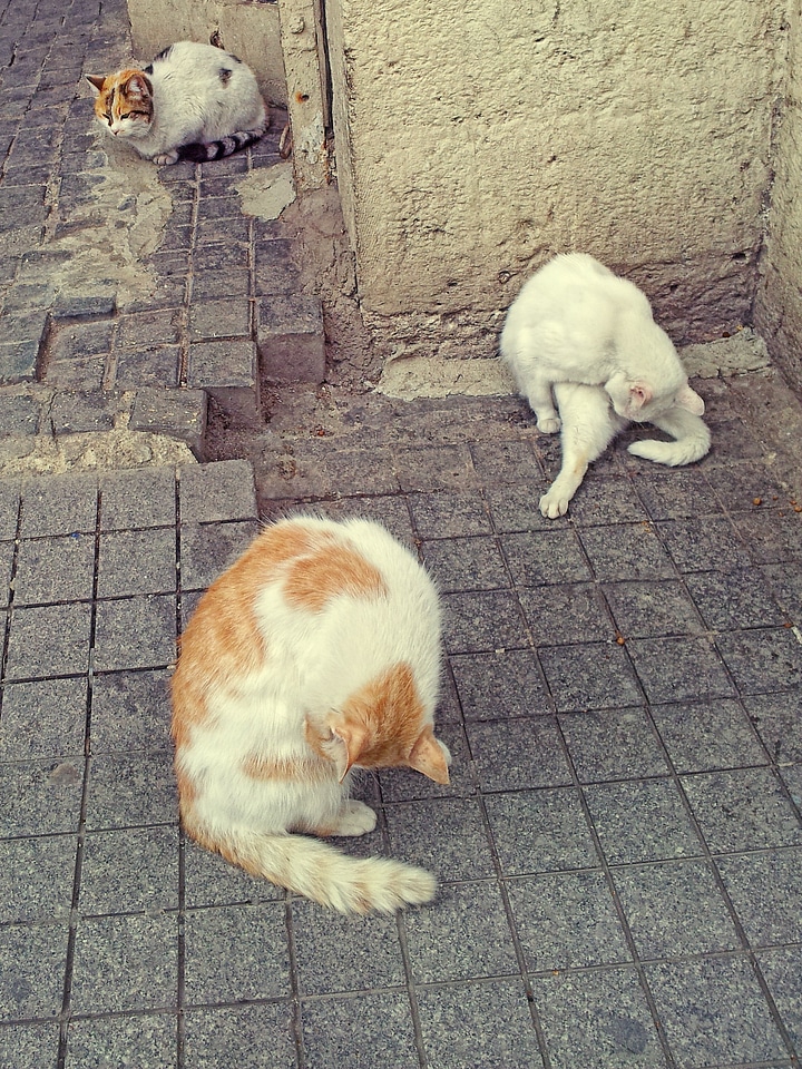 Fur cat wash istanbul