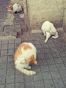 Fur cat wash istanbul