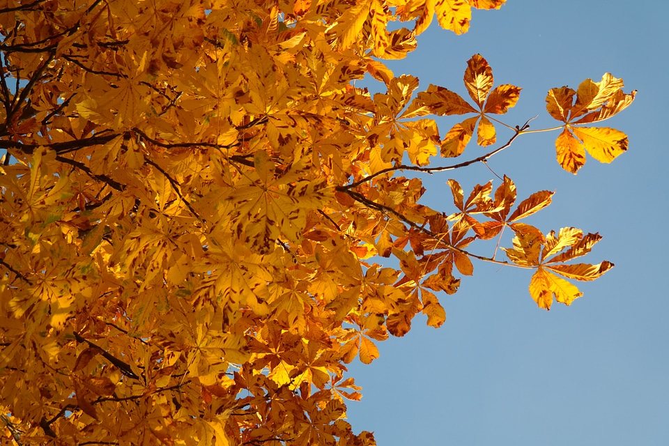 Autumn colours tree chestnut